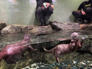 アクアパーク品川のコツメカワウソライブビューイング