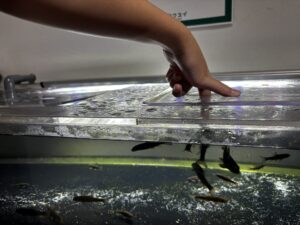 カワスイのドクターフィッシュ体験