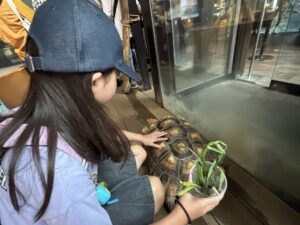 カワスイでカメとのふれあい