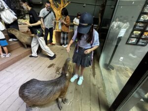 カワスイでカピバラに餌やりをする小学生