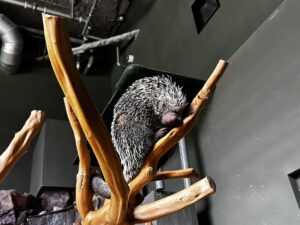 カワスイのオマキヤマアラシ