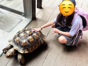カワスイのカメとのふれあい